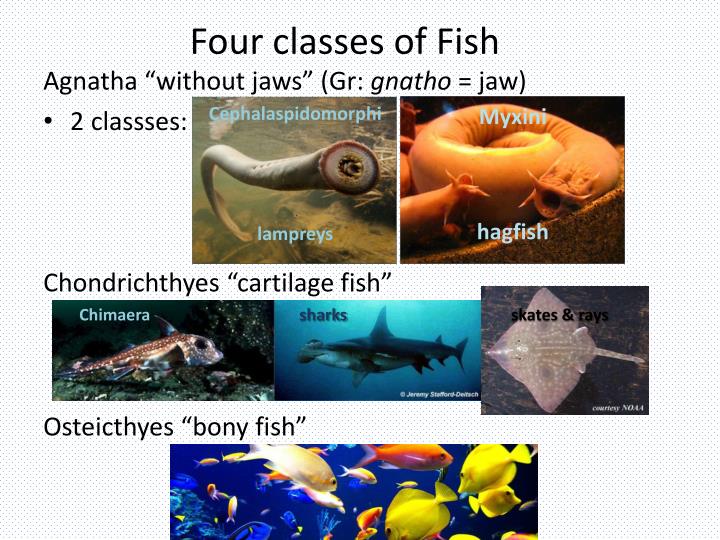 Fish Class Name at Jay Martinez blog