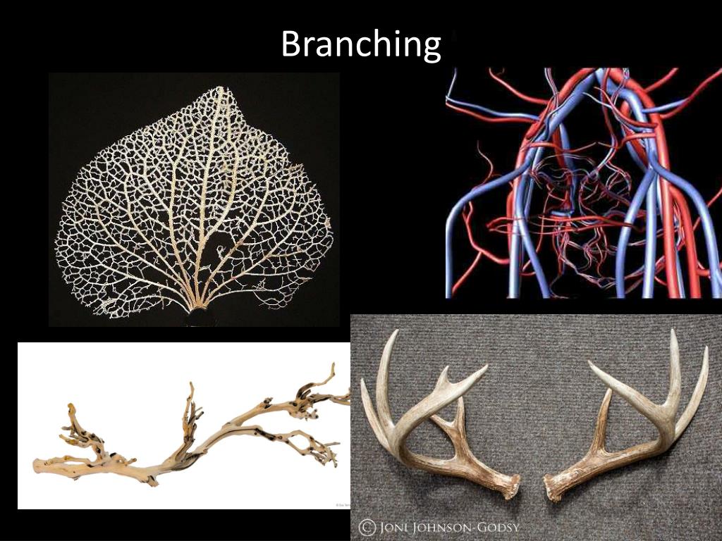 PPT Patterns In Nature PowerPoint Presentation, free download ID