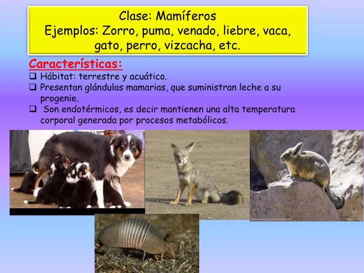 PPT - Clase: Mamíferos Ejemplos: Zorro, puma, venado, liebre, vaca, gato,  perro, vizcacha, etc. PowerPoint Presentation - ID:2280242