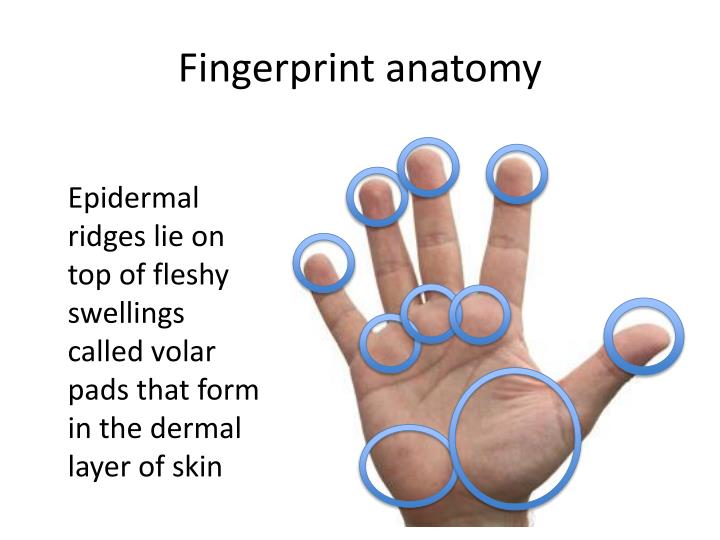 PPT Fingerprints PowerPoint Presentation ID2280693