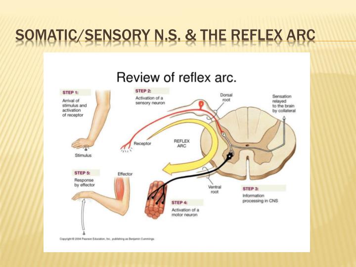 PPT - Social determinants and Biology PowerPoint Presentation - ID:2281507