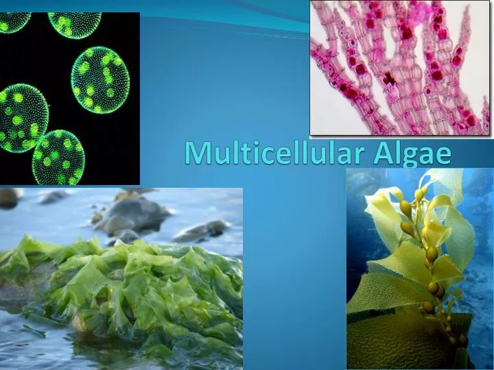 ppt-multicellular-algae-powerpoint-presentation-free-download-id