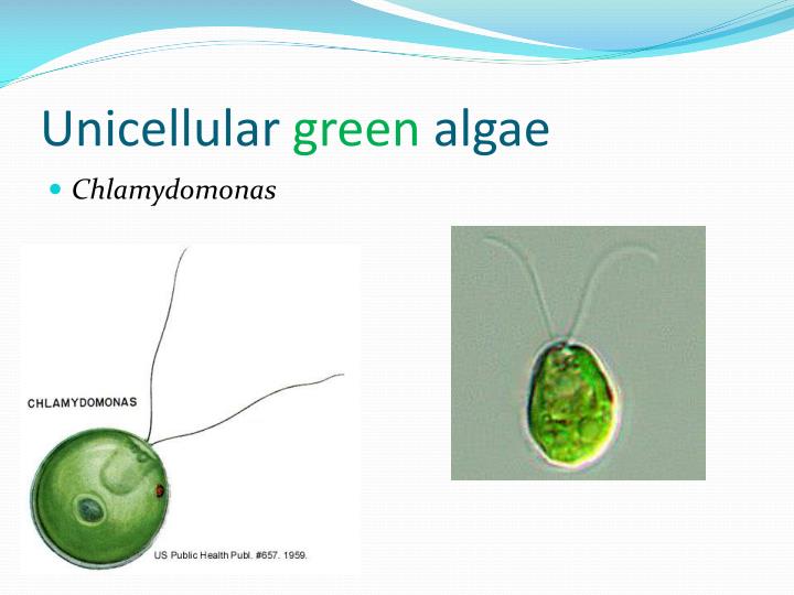 Ppt multicellular algae powerpoint presentation id 2282316