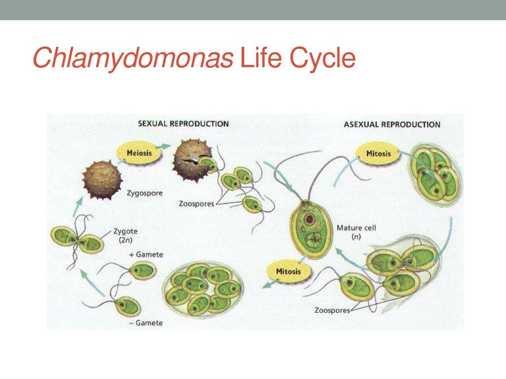 Размножение и развитие низших растений. Стадиями жизненного цикла хламидомонады. Стадиями жизненного цикла хламидомонады ЕГЭ. Цикл размножения хламидомонады. Цикл развития водоросли хламидомонады схема.
