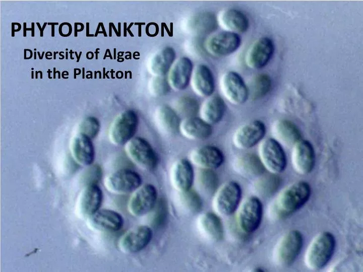 PPT  PHYTOPLANKTON PowerPoint Presentation, free download  ID2282408