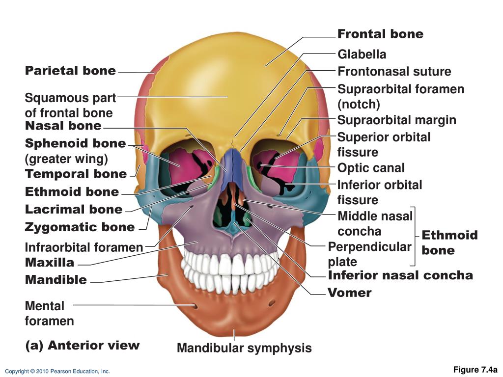 PPT Figure 7 4a PowerPoint Presentation Free Download ID 2282480