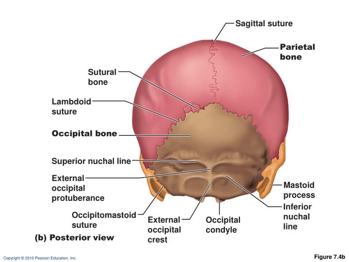 PPT - Figure 7.4a PowerPoint Presentation - ID:2282480