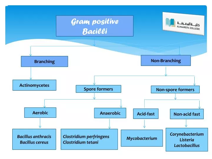 ppt-gram-positive-bacilli-powerpoint-presentation-free-download-id