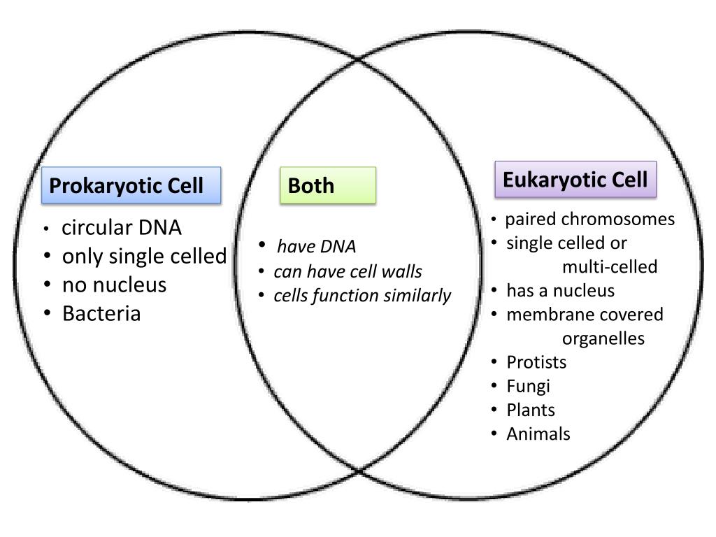 PPT - Prokaryotic Cell PowerPoint Presentation, free download - ID:2282578