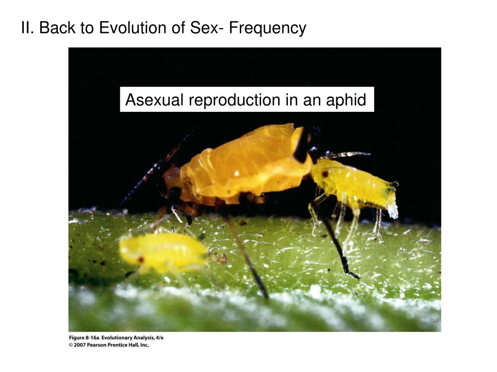 Ppt Evolution Of Sex Powerpoint Presentation Free Download Id2282595 