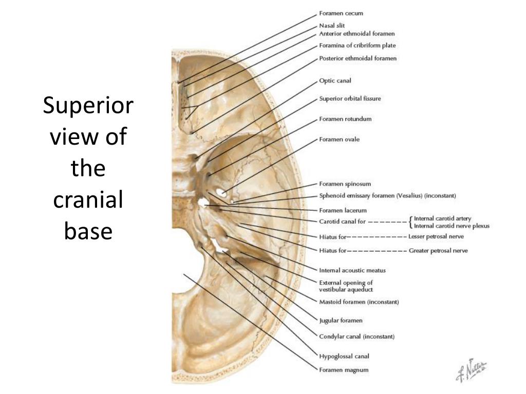 Superior view перевод. Foramen Magnum анатомия. Condylar canal. Форамен цекум. Foramina круглого сечения.