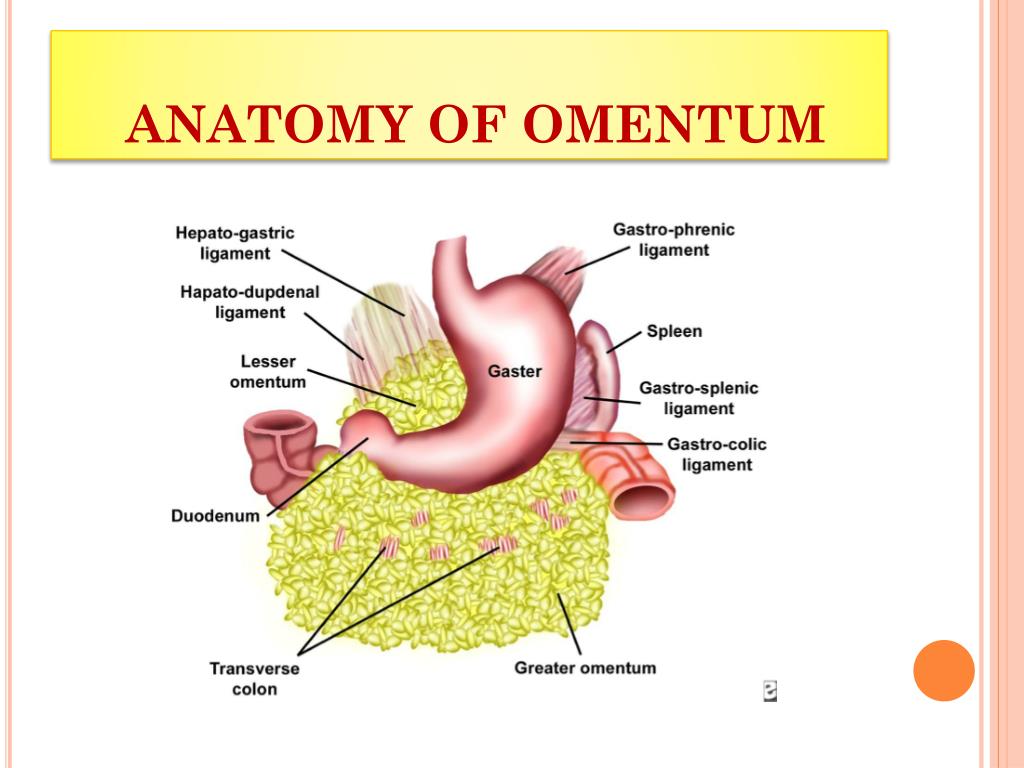 PPT OMENTUM MESENTRY RETROPERITONEAL SPACE PowerPoint Presentation