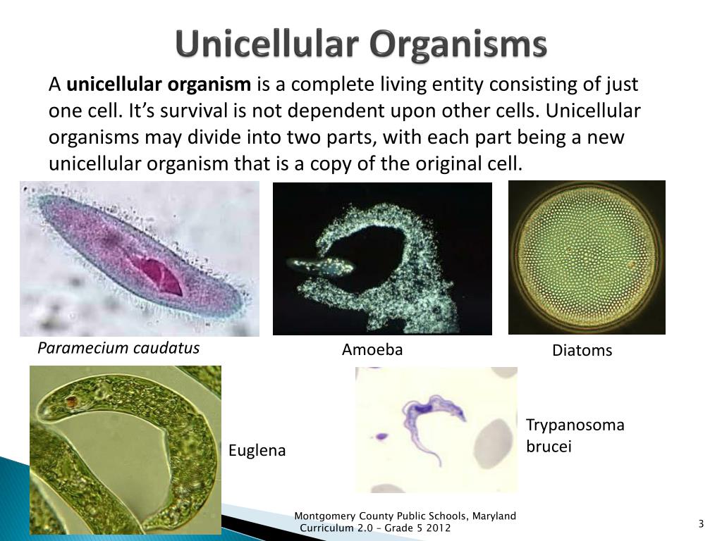 A Unicellular  Organism  Without Nucleus Is A