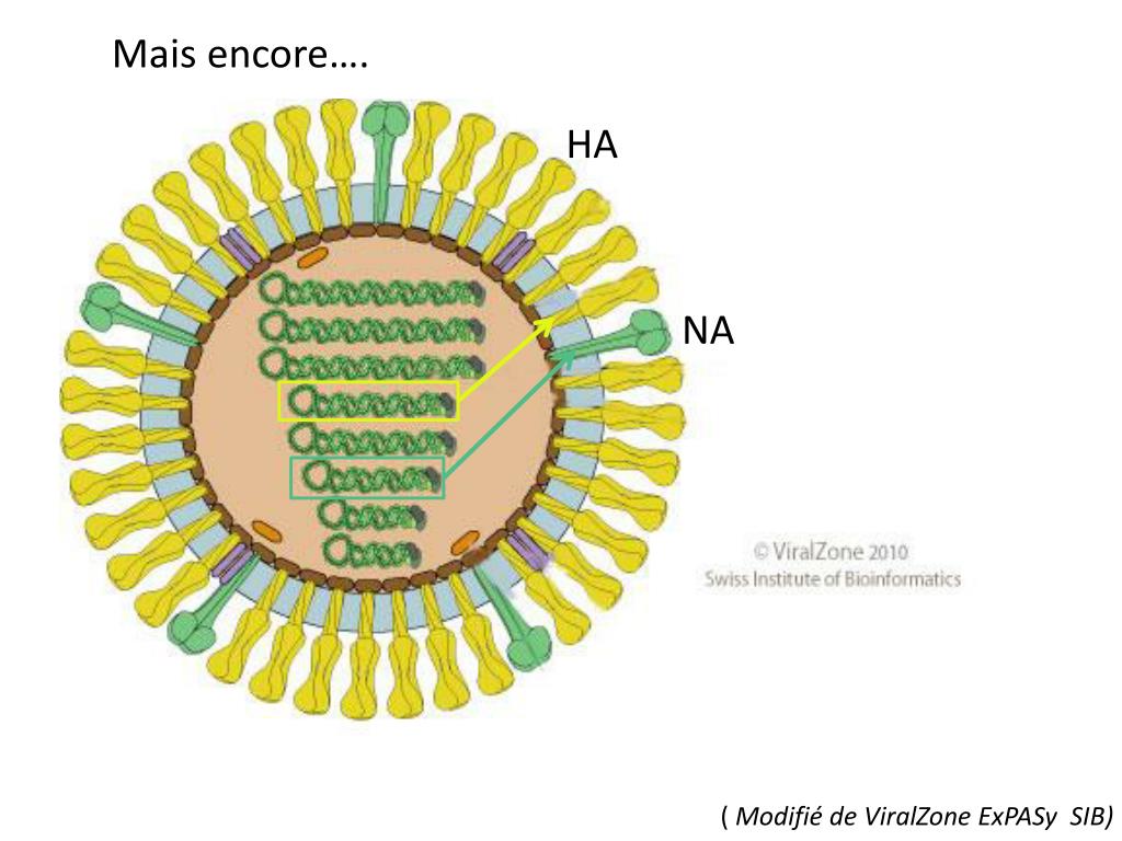 Семейство гриппа. Структура вириона ортомиксовирусов. Схема строения вириона вируса гриппа. Коронавирус строение вириона. Ортомиксовирусы микробиология строение.