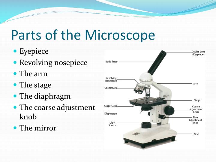 PPT - The Microscope and Micro-Organism PowerPoint Presentation - ID