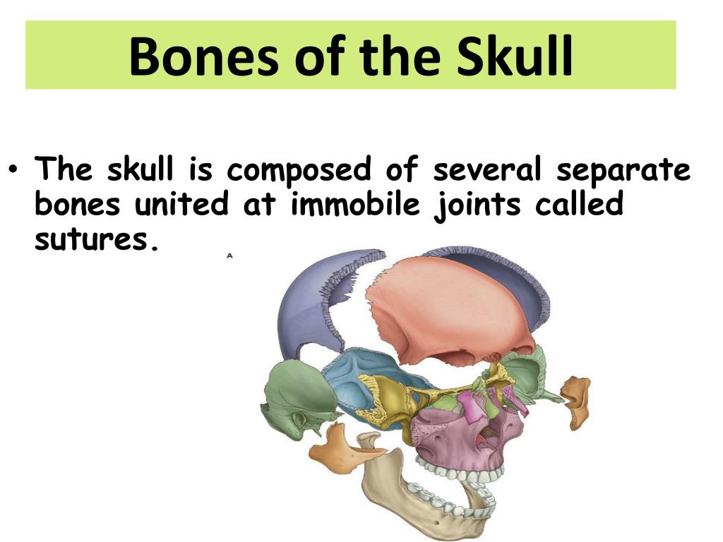 Ppt Bones Of The Skull Powerpoint Presentation Free Download Id2282841 