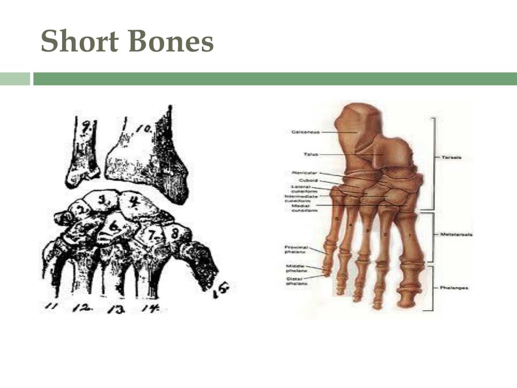 PPT Skeletal System Part 2 The Axial Skeleton PowerPoint Presentation 