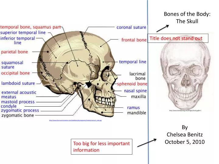 number of bones in skull