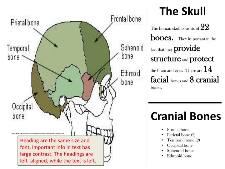 Ppt Bones Of The Body The Skull Powerpoint Presentation Id2282855 