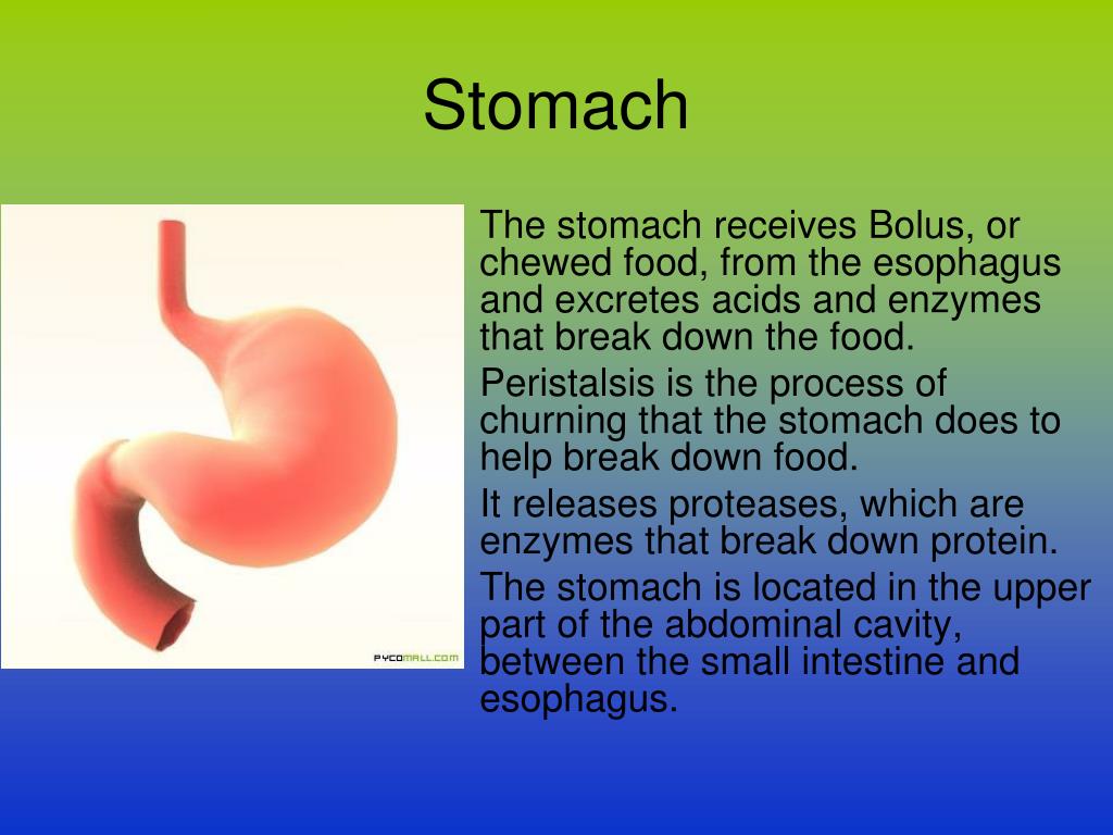 PPT - THE DIGESTIVE SYSTEM Structure and Function PowerPoint