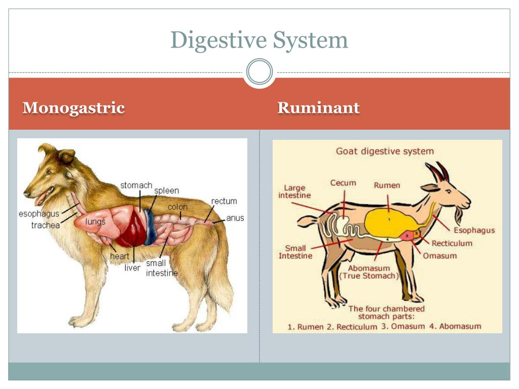 digestive system of cattle