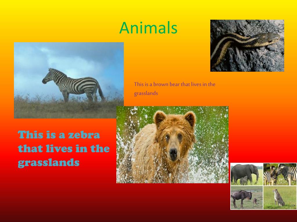 PPT - Grasslands Ecosystems PowerPoint Presentation, free download - ID ...