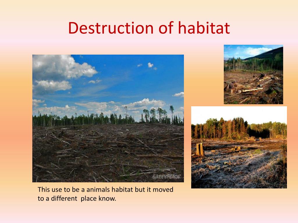 Grasslands Ecosystems PowerPoint Presentation, free download Biology Diagrams