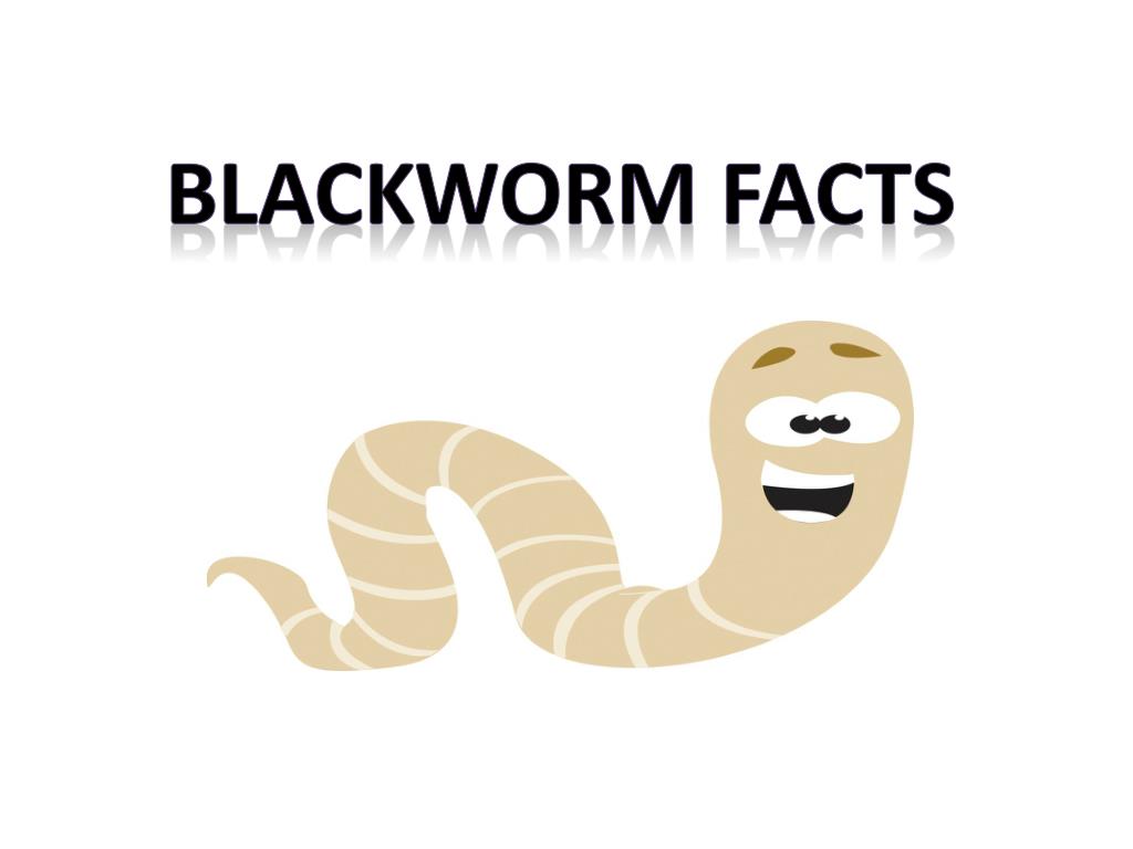 blackworm circulatory system