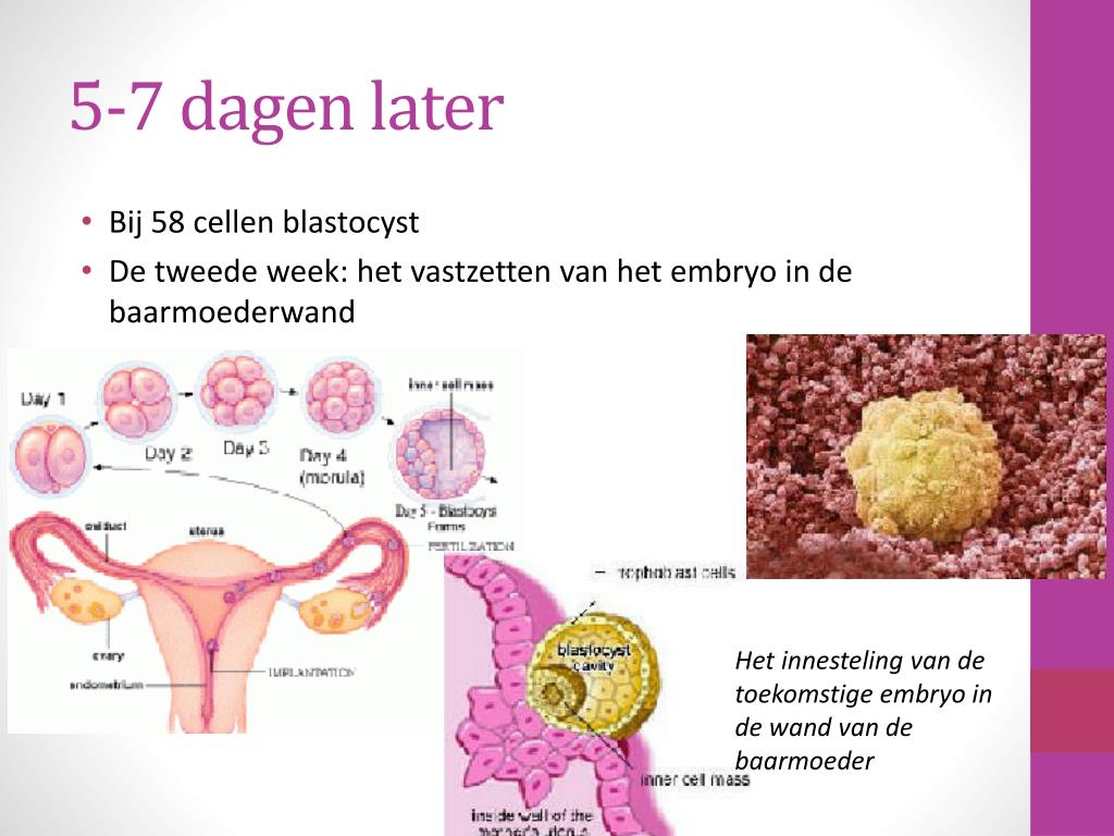 PPT - Het voortplantingsstelsel van een vrouw PowerPoint Presentation