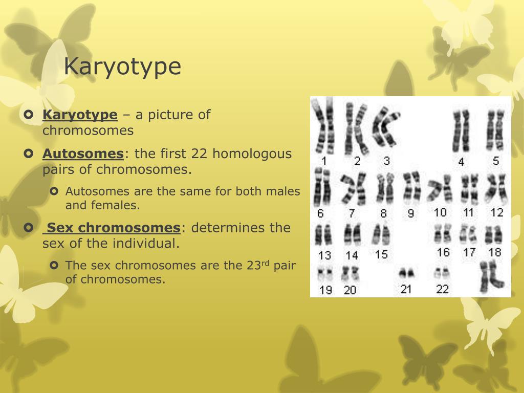 Ppt Karyotypes And Sex Linked Traits Powerpoint Presentation Free Hot