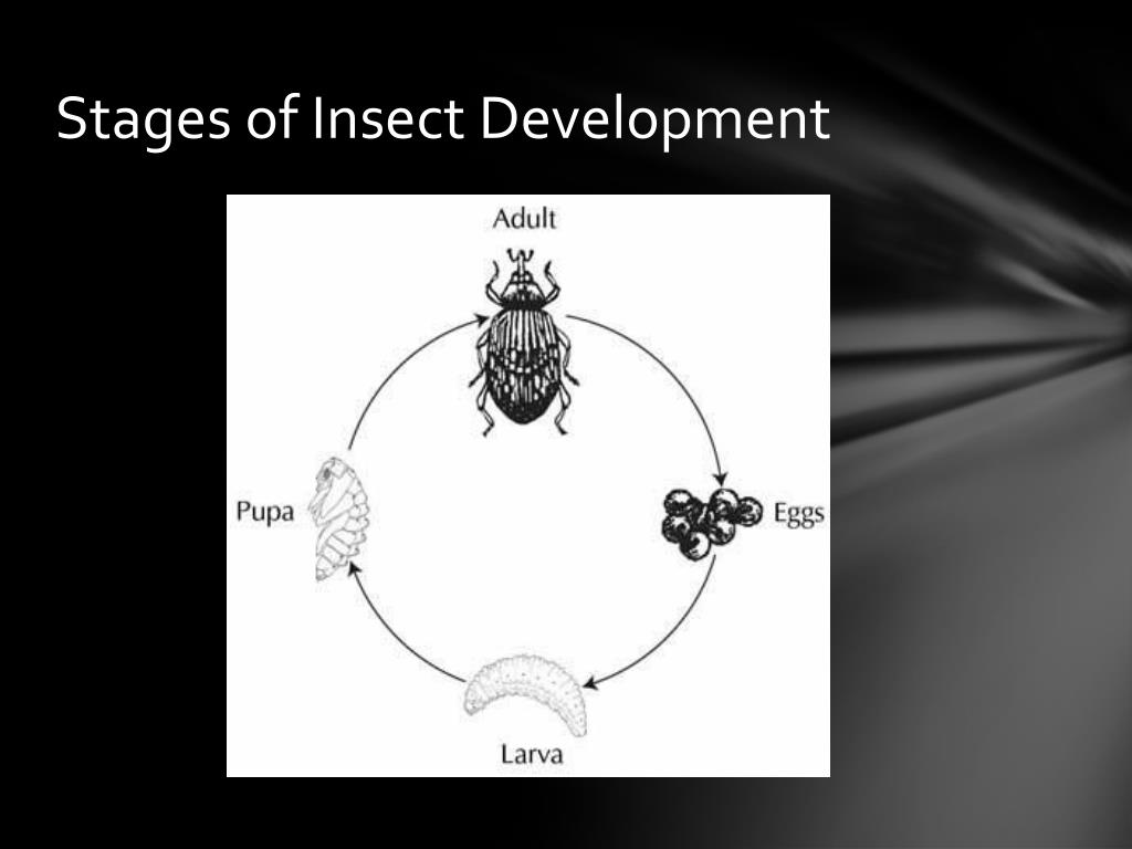PPT Insects PowerPoint Presentation, free download ID2284428