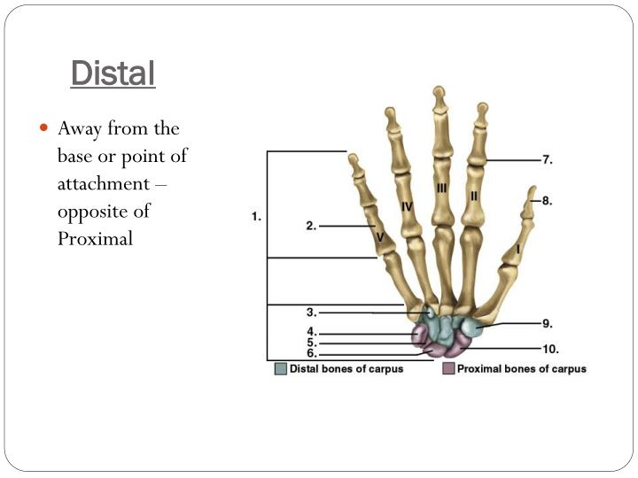 PPT - Dissection Terminology PowerPoint Presentation - ID:2284827