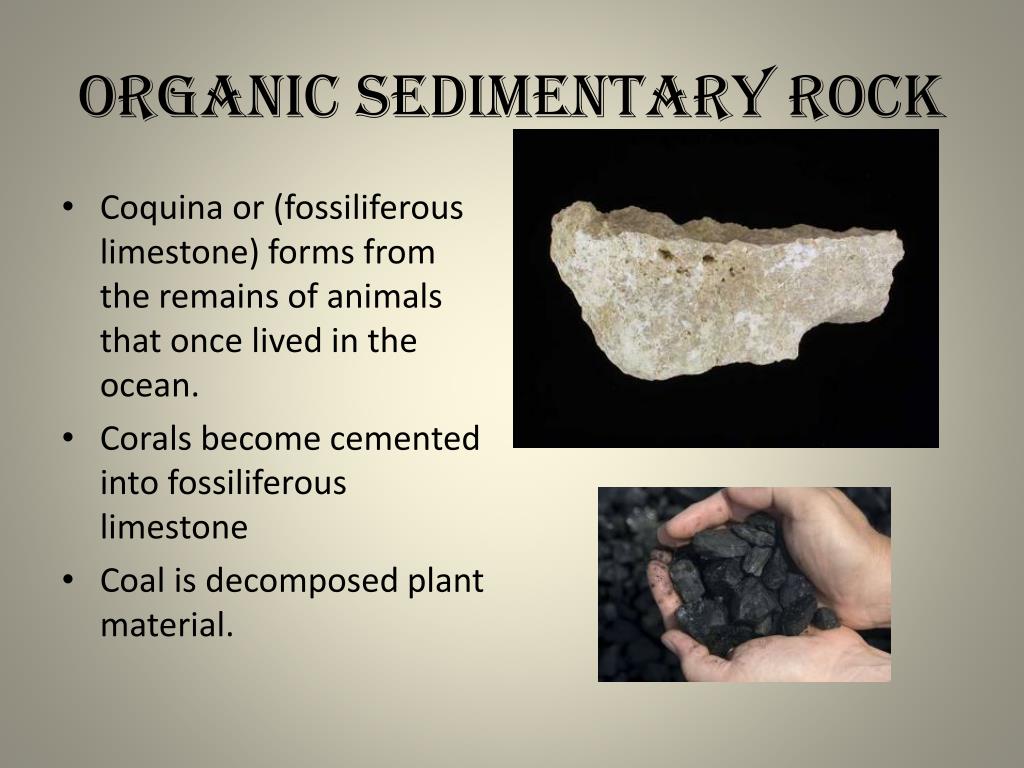 Organic Sedimentary Rocks Examples