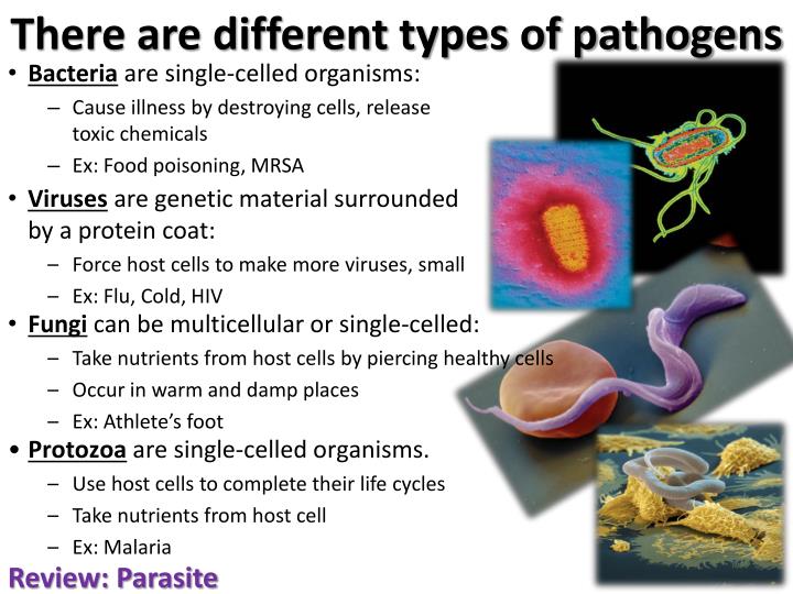 different types of pathogens