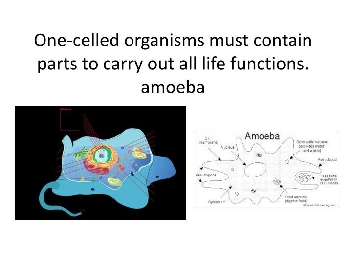 do viruses carry out all life processes do viruses carry out all life processes