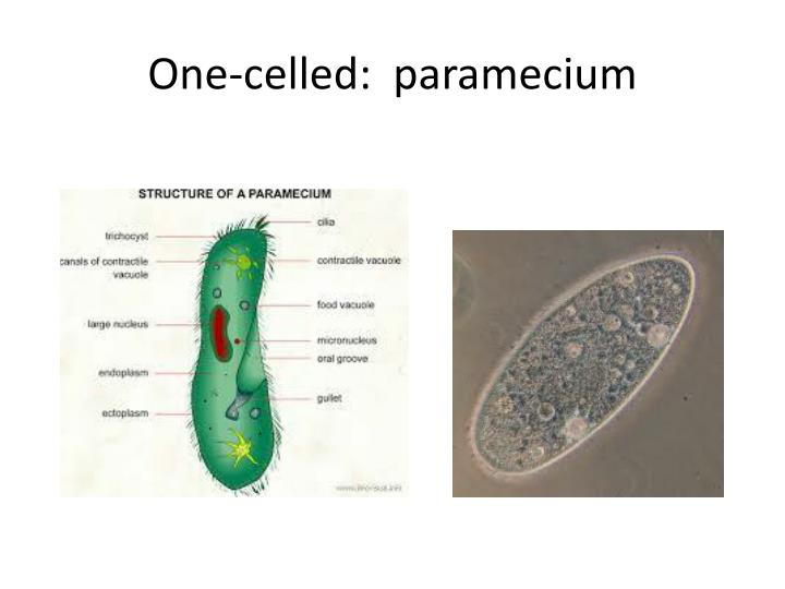 PPT ALL Organisms Are Composed Of Cells Which Carry On The Many
