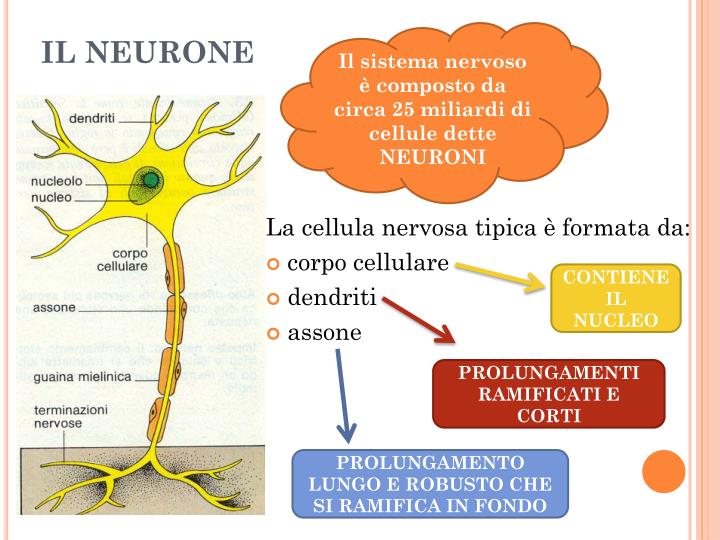 Una Sostanza Che Stimola Il Sistema Nervoso PPT - IL SISTEMA NERVOSO PowerPoint Presentation - ID:2285800