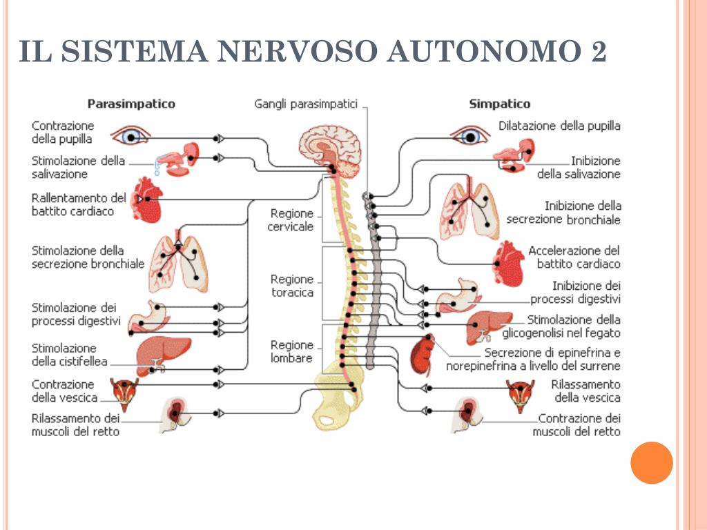 Нервный отдел и функции парасимпатической. Парасимпатическая нервная система. Симпатическая и парасимпатическая нервная система таблица. Парасимпатическая НС функции. Схема симпатической и парасимпатической нервной системы.
