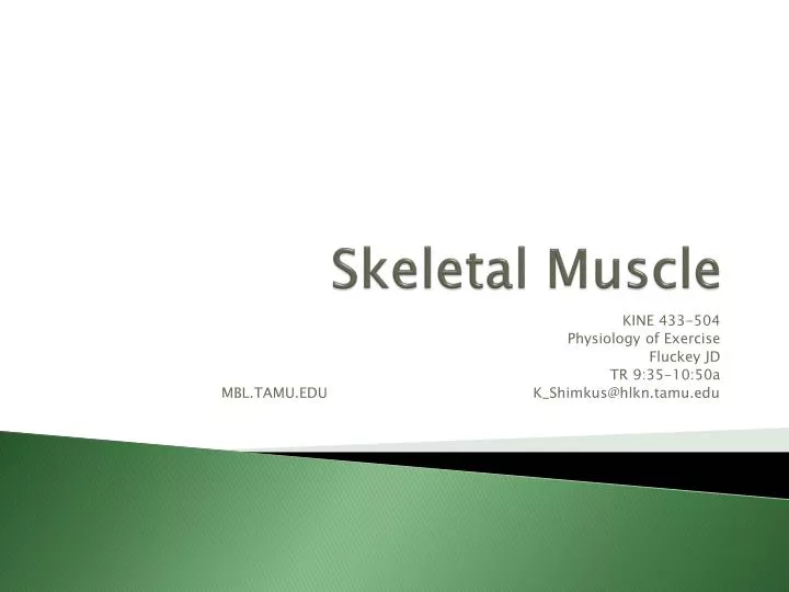 skeletal muscle n.