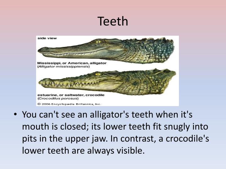 PPT What Is The Difference Between Crocodiles And Alligators 
