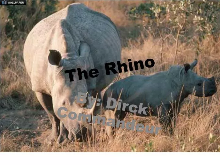 the rhino n.