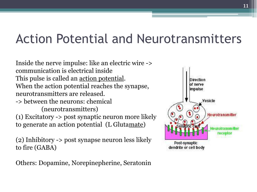 PPT - Understanding Learning and Memory: Key Concepts from Psychology ...