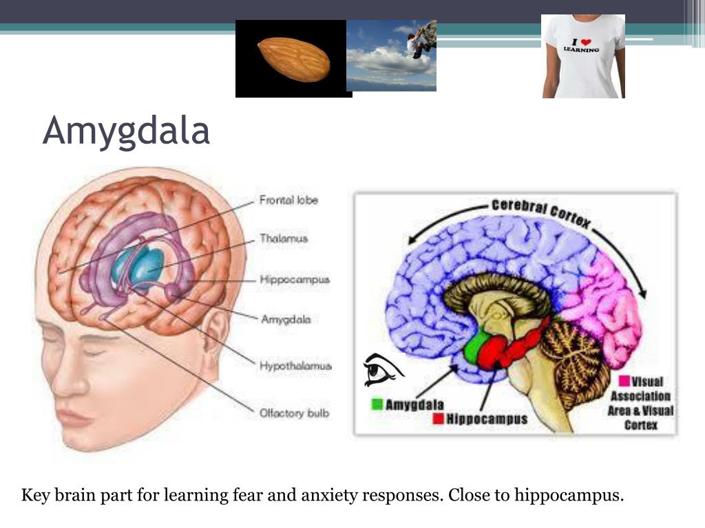 PPT - Understanding Learning and Memory: Key Concepts from Psychology ...