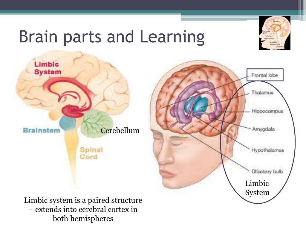 PPT - Understanding Learning and Memory: Key Concepts from Psychology ...