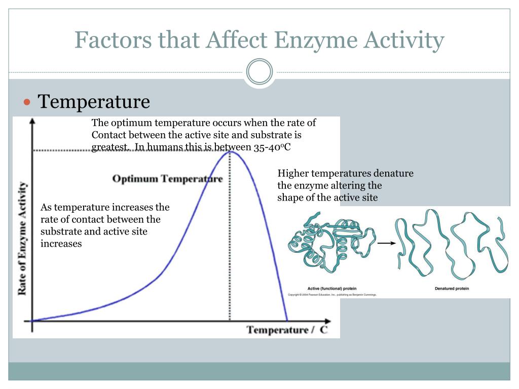 ppt-chapter-5-enzymes-powerpoint-presentation-free-download-id