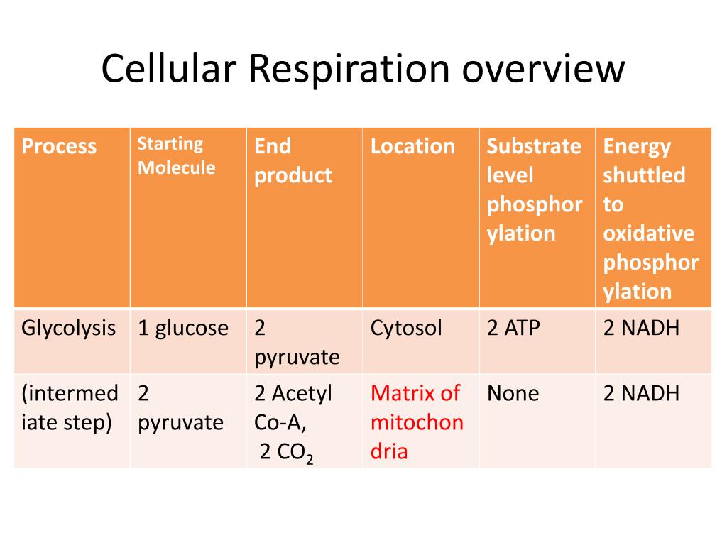 cellular-respiration-reactants-and-products-chart