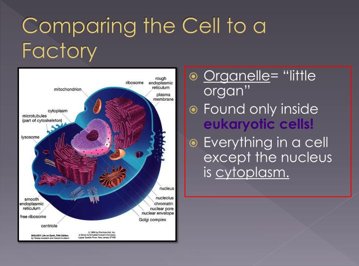 PPT - 7-2 Eukaryotic Cell Structure PowerPoint Presentation - ID:2290554