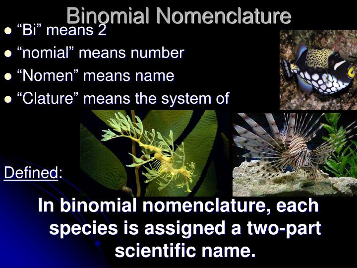 PPT Classification/Taxonomy PowerPoint Presentation ID2291404