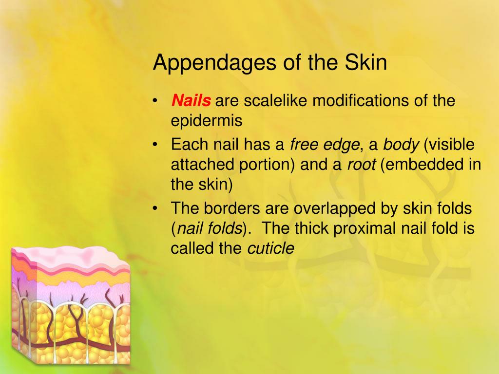 PPT - Skin and Body Membranes PowerPoint Presentation, free download ...