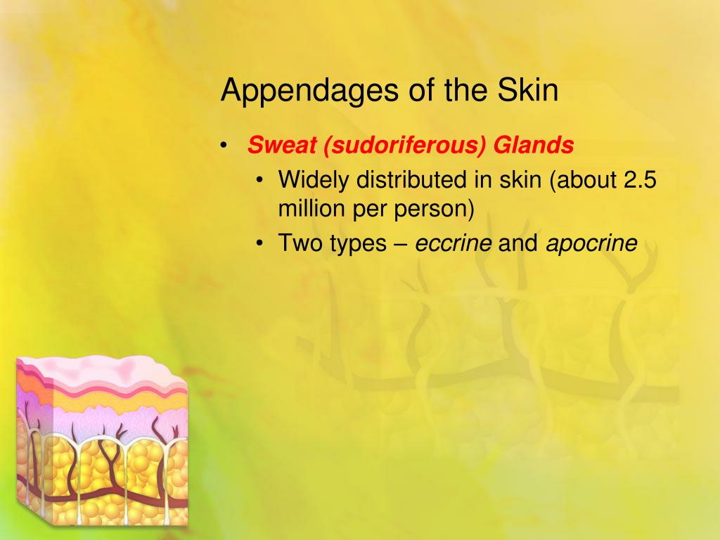 PPT - Skin and Body Membranes PowerPoint Presentation, free download ...